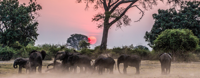 Olifanten bij zonsondergang in Namibie