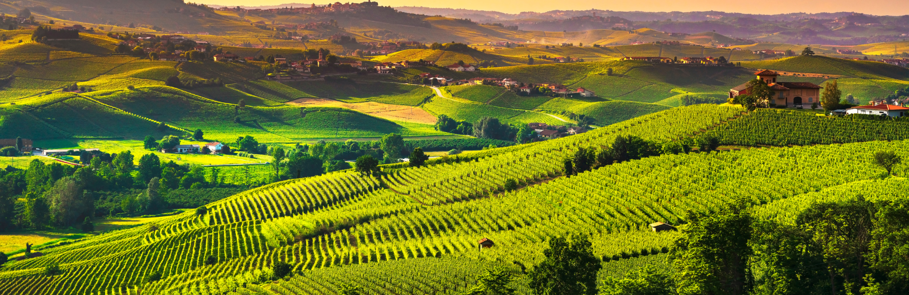 wijnvelden italie