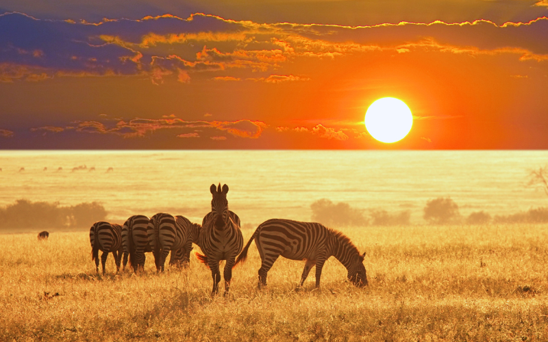 zebra's tijdens zonsondergang op de savanne