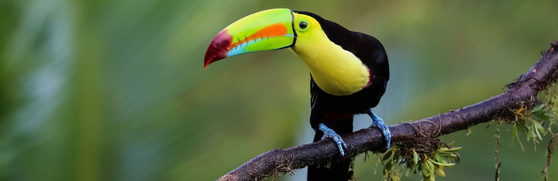 Vogel met gekleurde snavel op een tak
