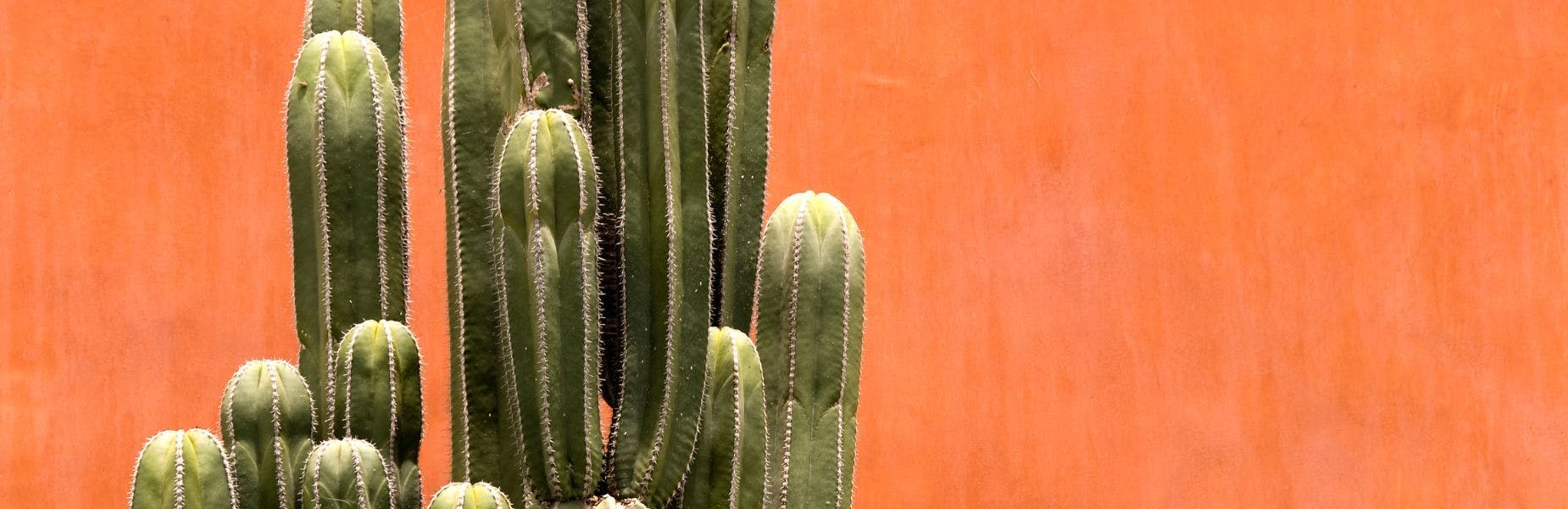 cactussen voor een oranje muur
