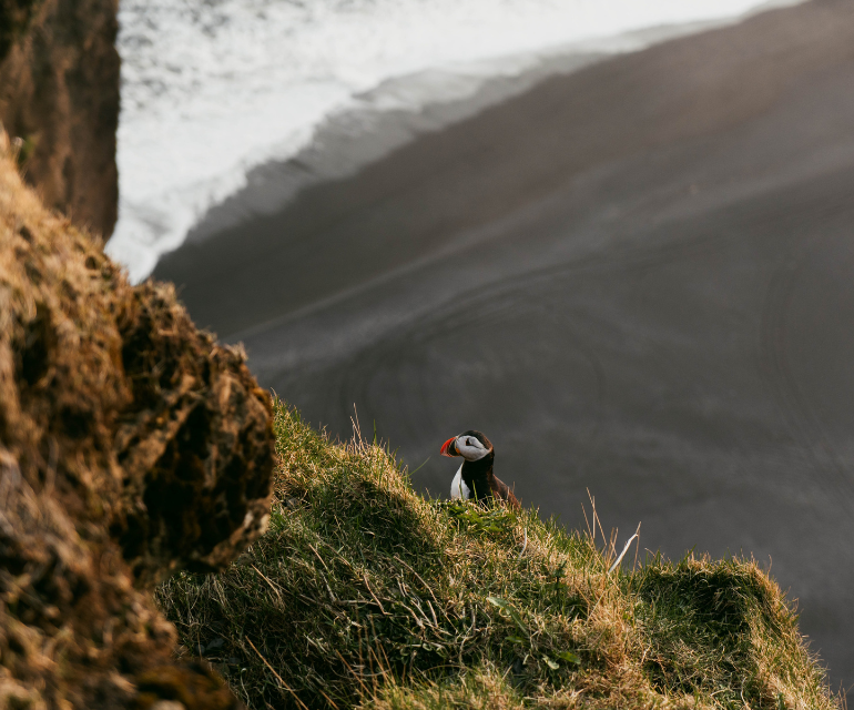 Papegaaiduiker op een heuvel in IJsland