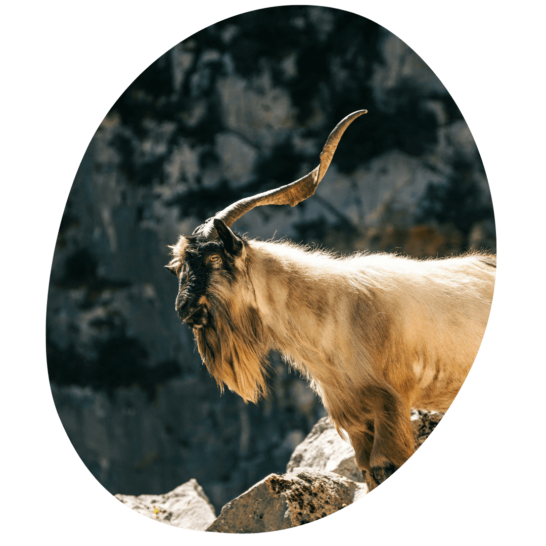 Long-haired mountain goat with a curved horn and dark face standing on a rocky ledge against a blurred cliff background.