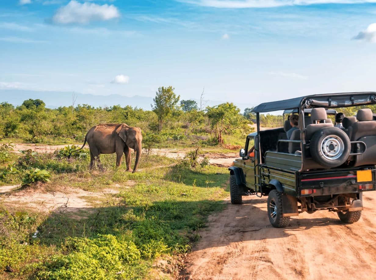 Op safari met een ranger