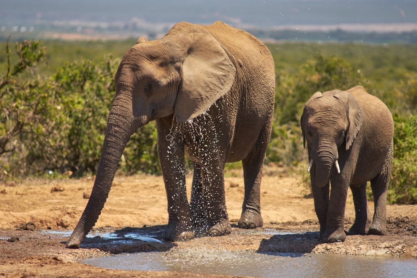 Self-drive Safari Addo