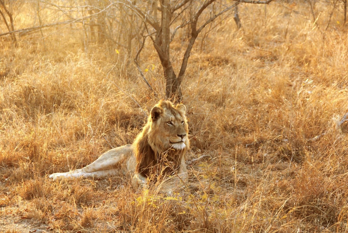 Pilanesberg National Park