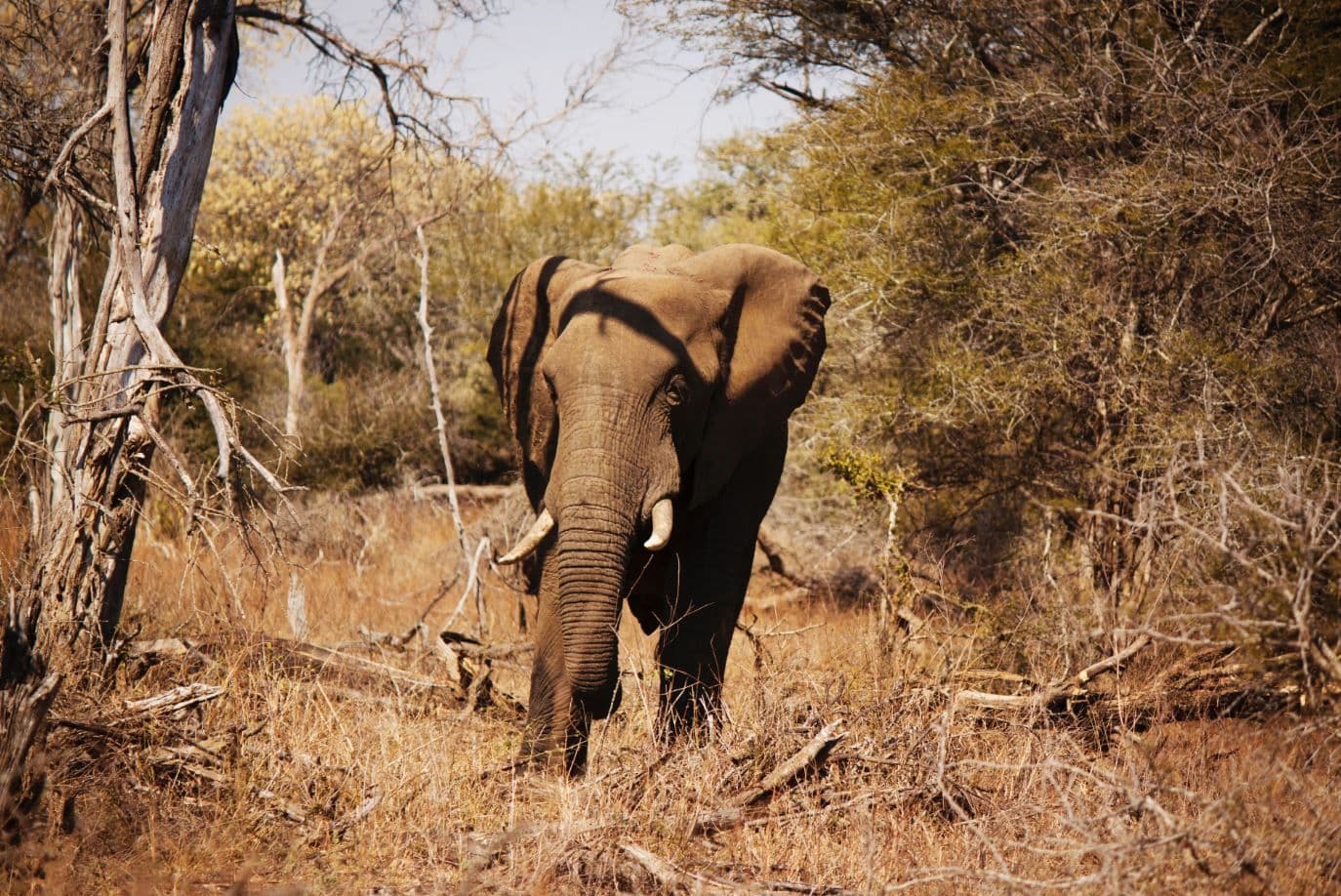 Olifant in Kruger Nationaal Park