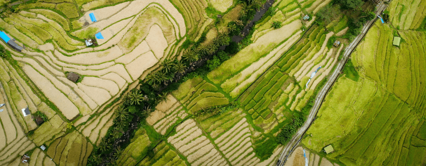 Rijstvelden Ubud hero