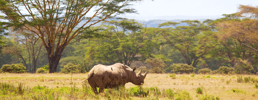 neushoorn die loopt door de savanna van namibie