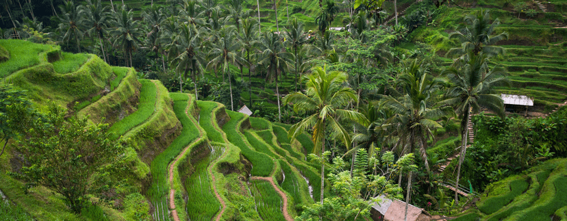 Rijstvelden Ubud hero