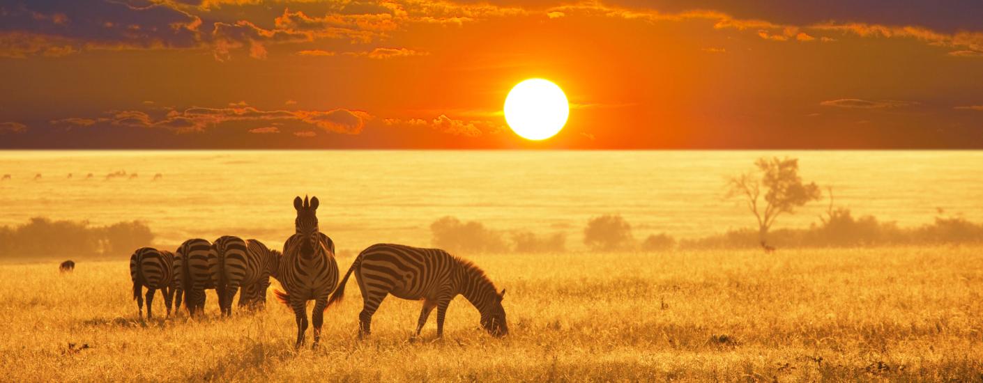 Etosha National Park zembra en zonsondergang