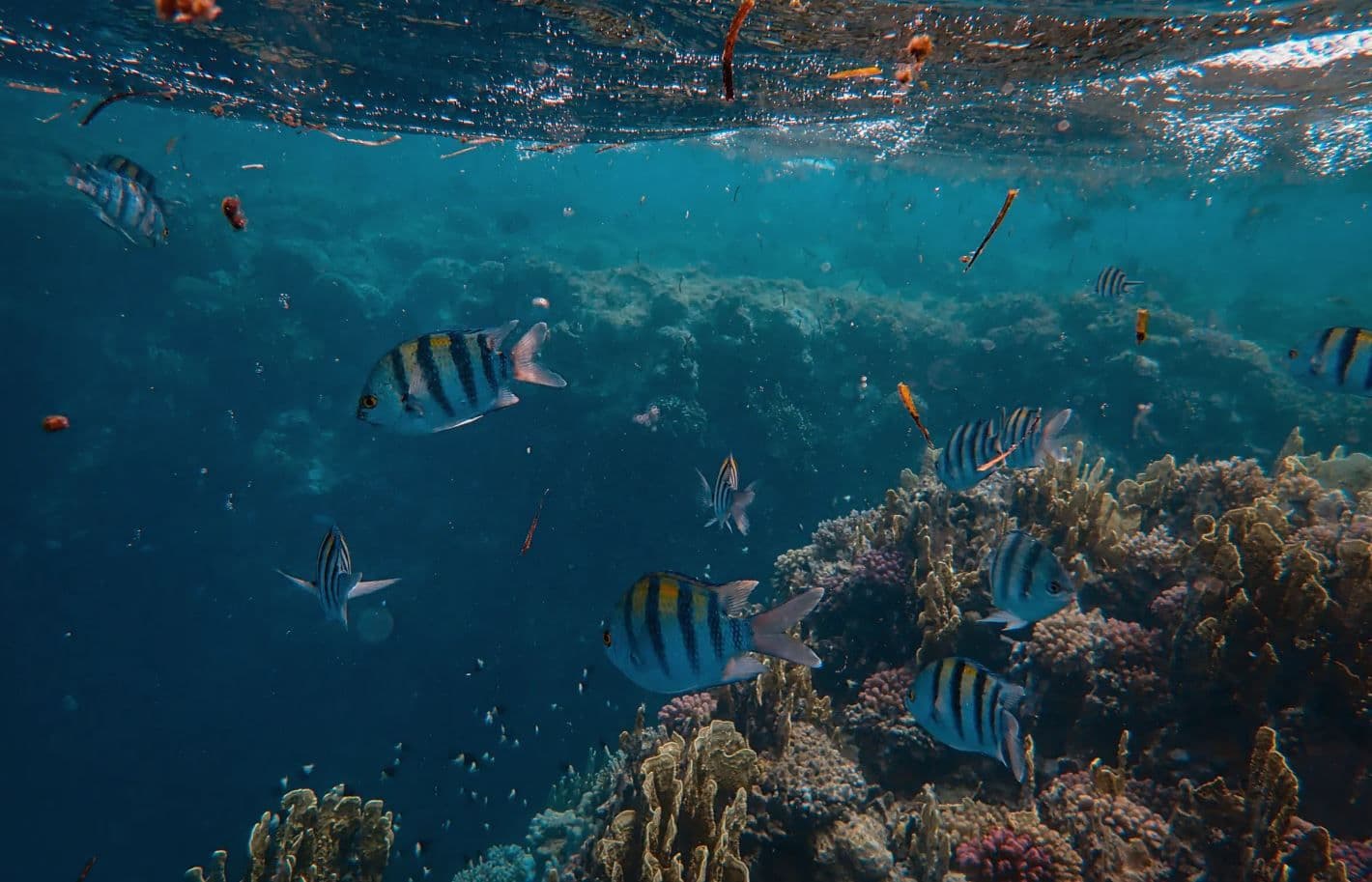 Duiken in Aqaba