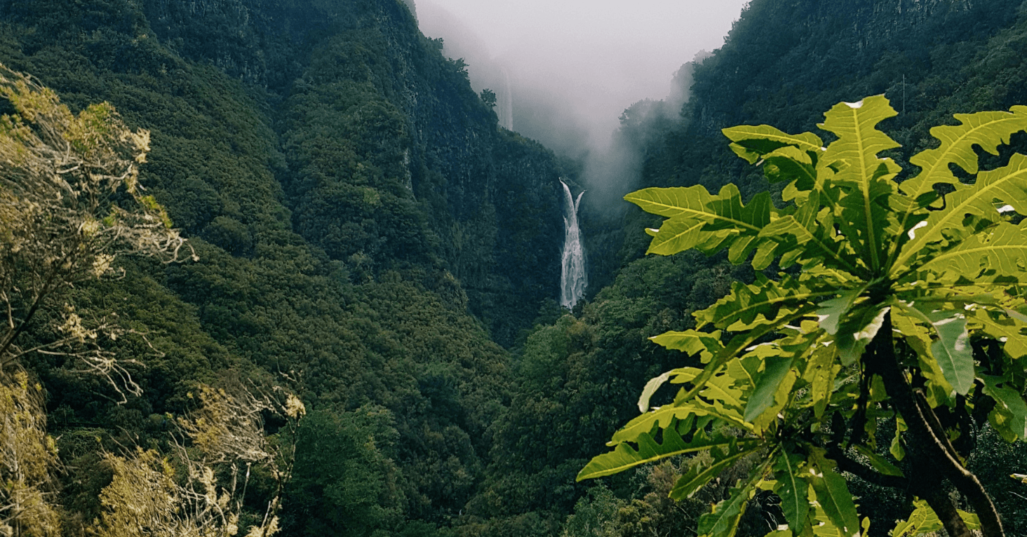 Groen bos met waterval