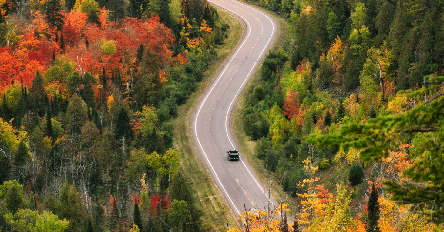 mooie bladeren en weg in de natuur