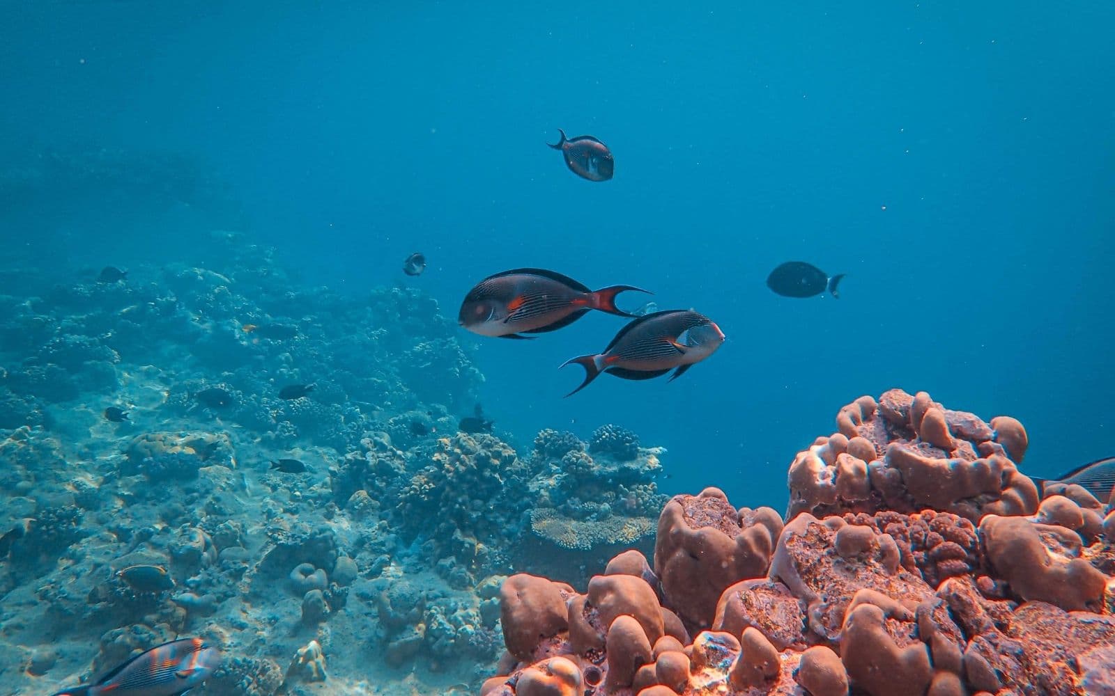 Aqaba