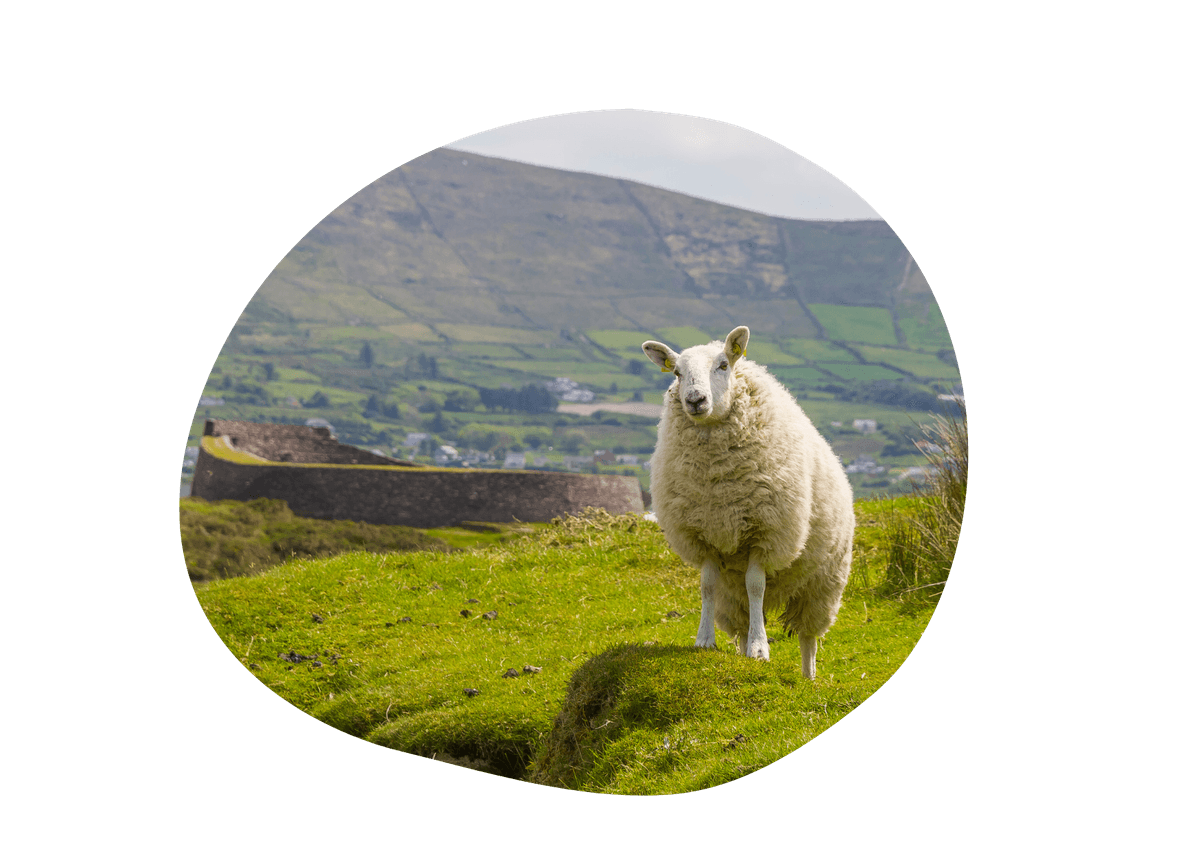 Schaap op een heuvel in de natuur