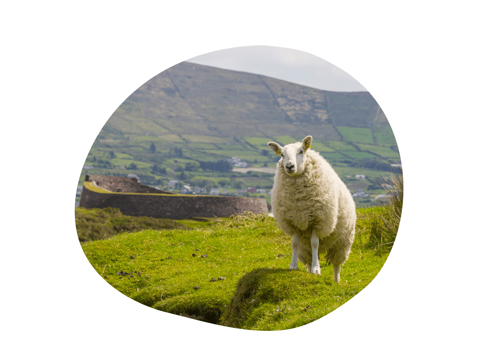 Schaap op een heuvel in de natuur