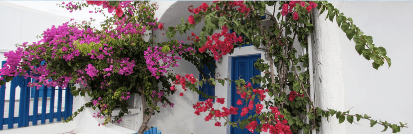 traditioneel wit huisje in griekenland met blauwe details en prachtige bloemen
