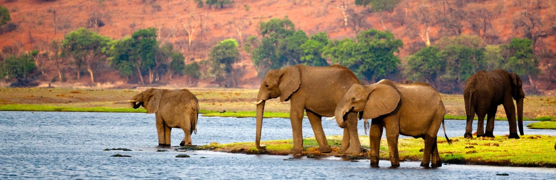Een olifant bij de Chobe rivier