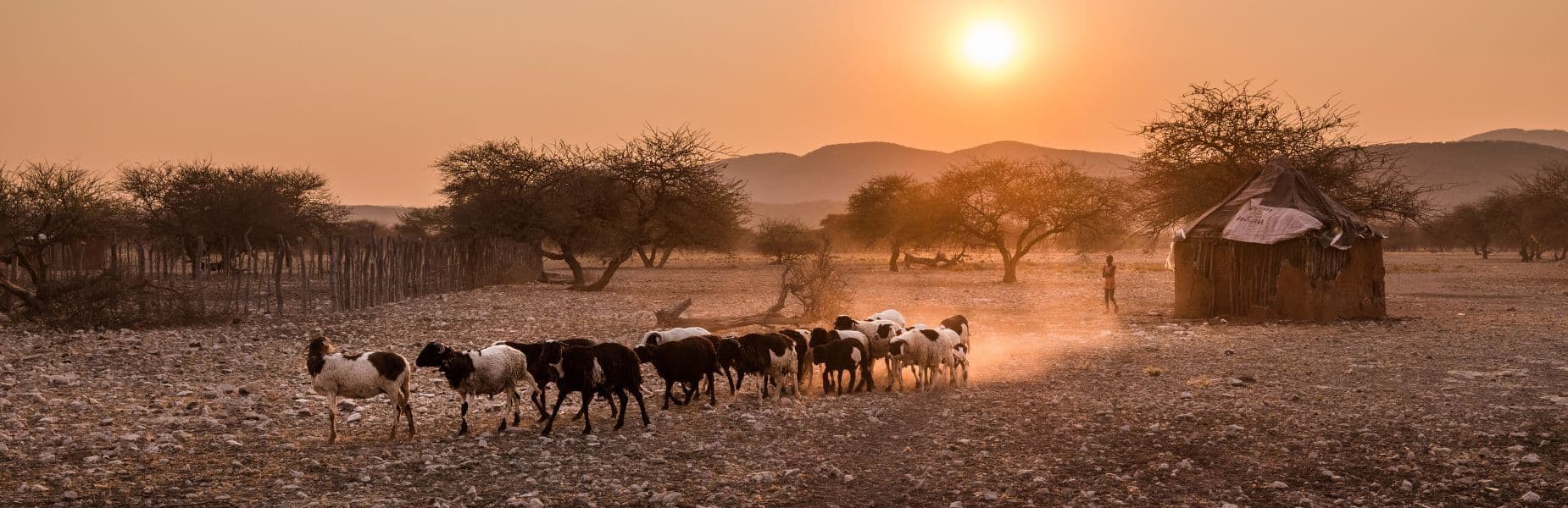 Een plattelandsdorpje in Namibië met geitjes