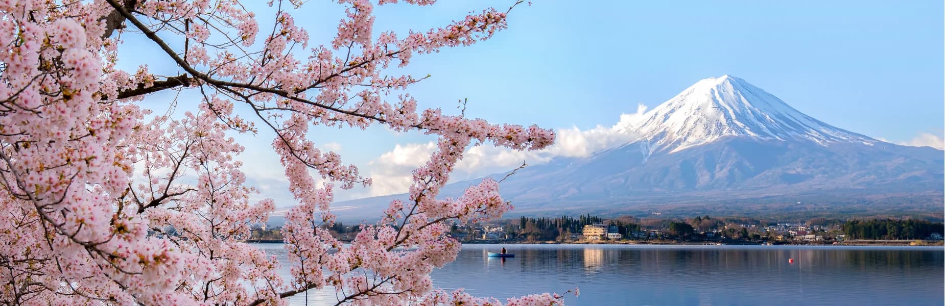 Cherry blossoms in the foreground with a serene lake view and a snow-capped mountain in the background under a clear blue sky.