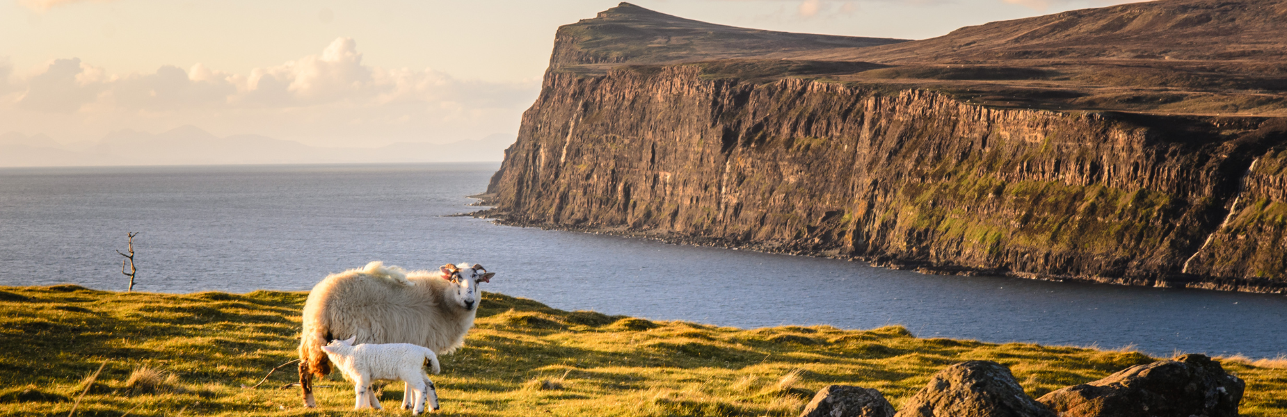 Uitzicht op één van de kliffen op het eiland Skye met een schaap en lammetje op de voorgrond