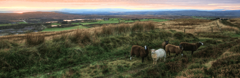 Iers landschap bij zonsondergang met schapen