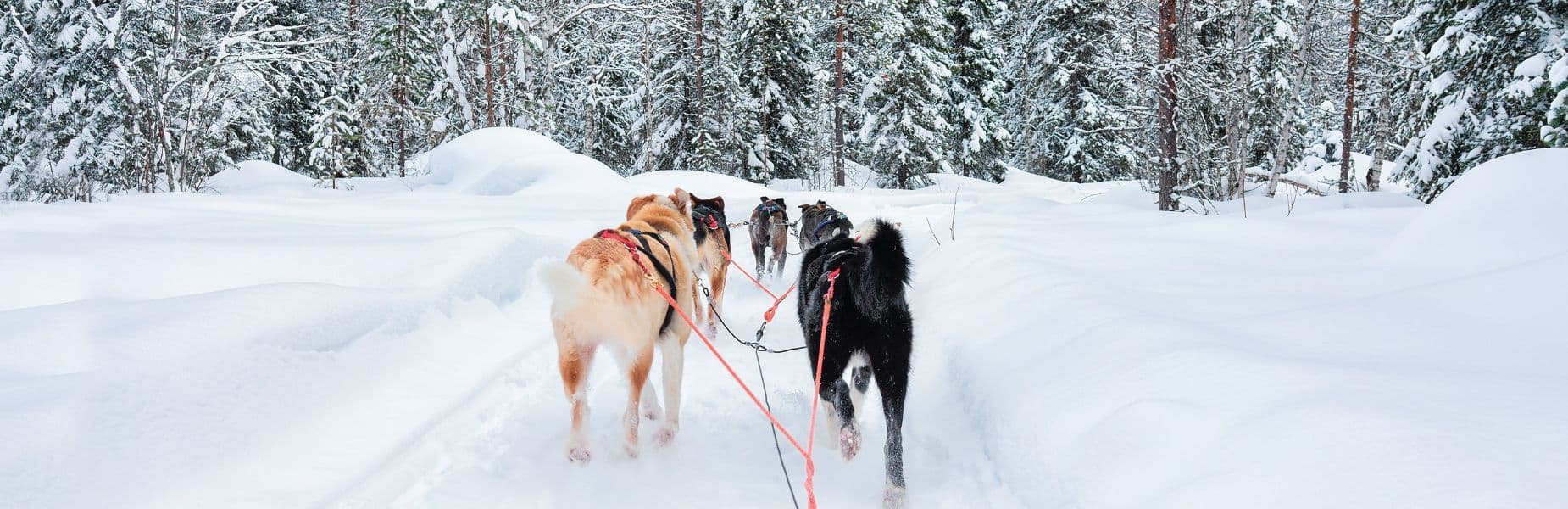 Honden in de sneeuw