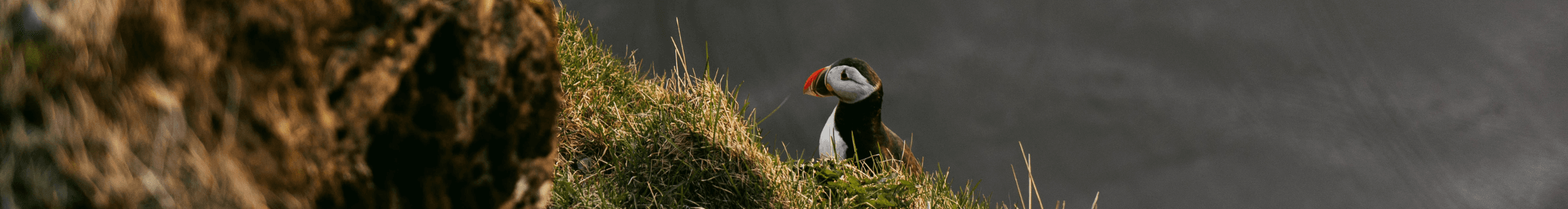 Papegaaiduiker op heuvel in IJsland langwerpige foto