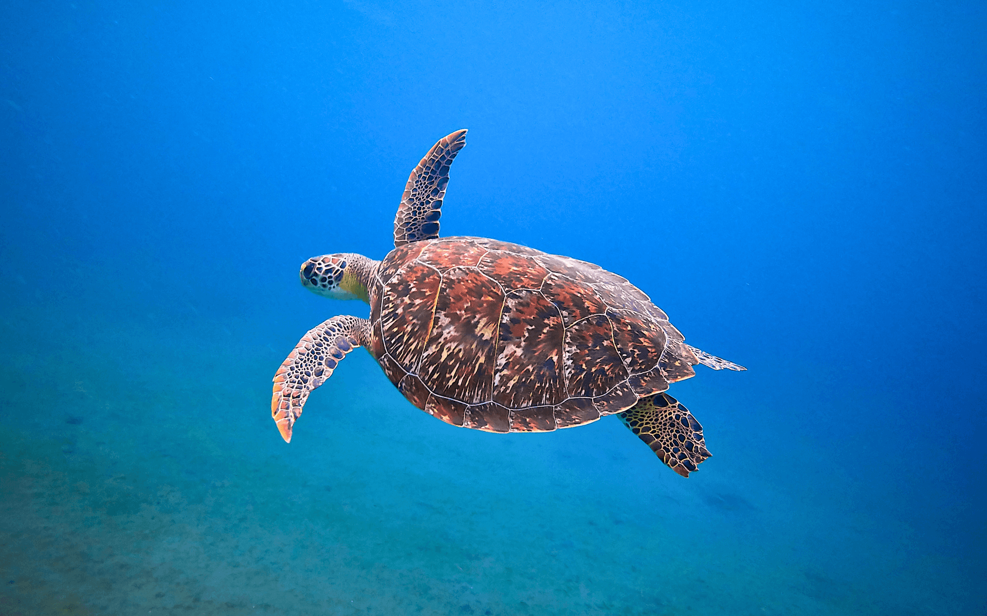 Tortuguero