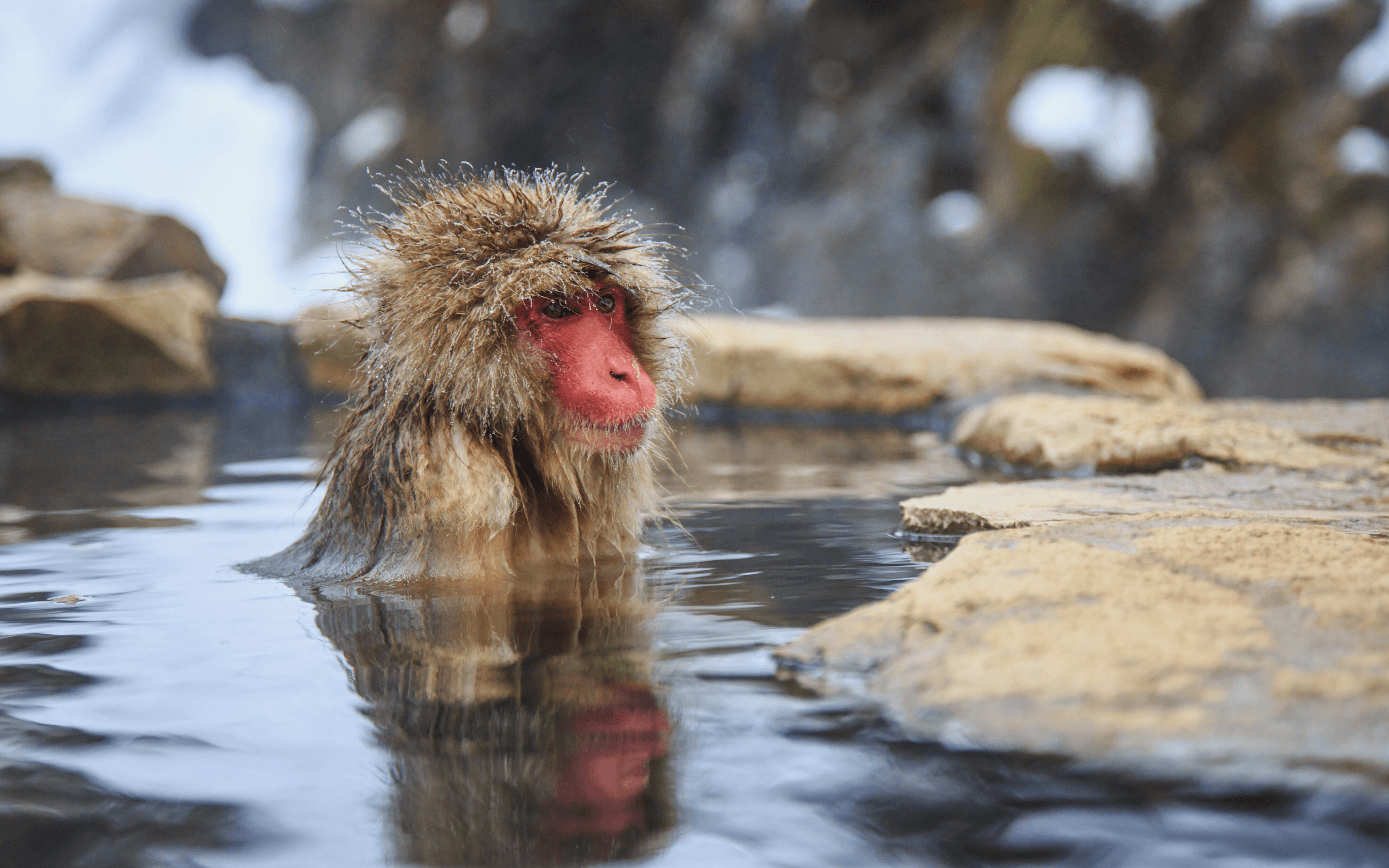 Tempels, natuur & wildlife in Noord-Japan