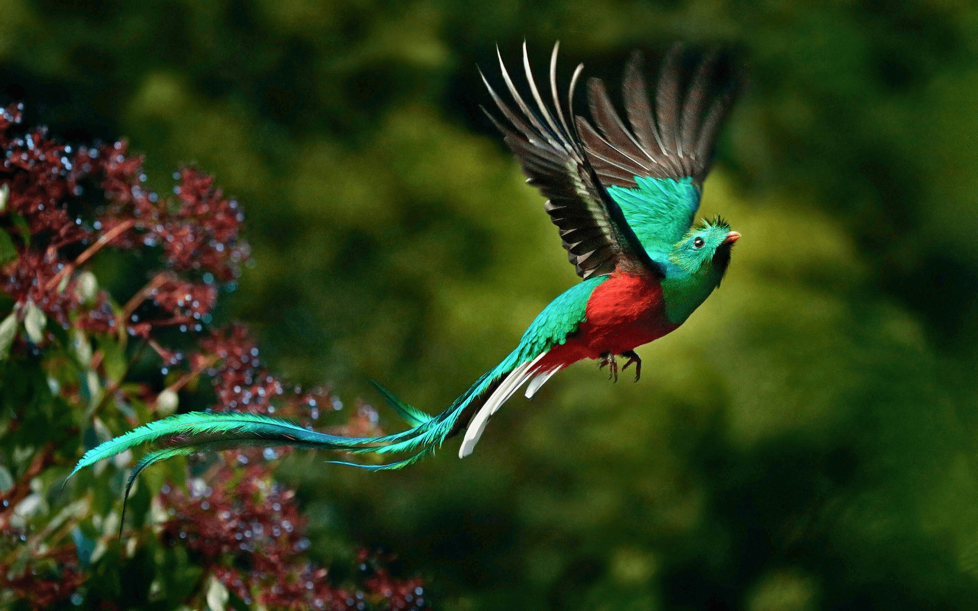 Monteverde