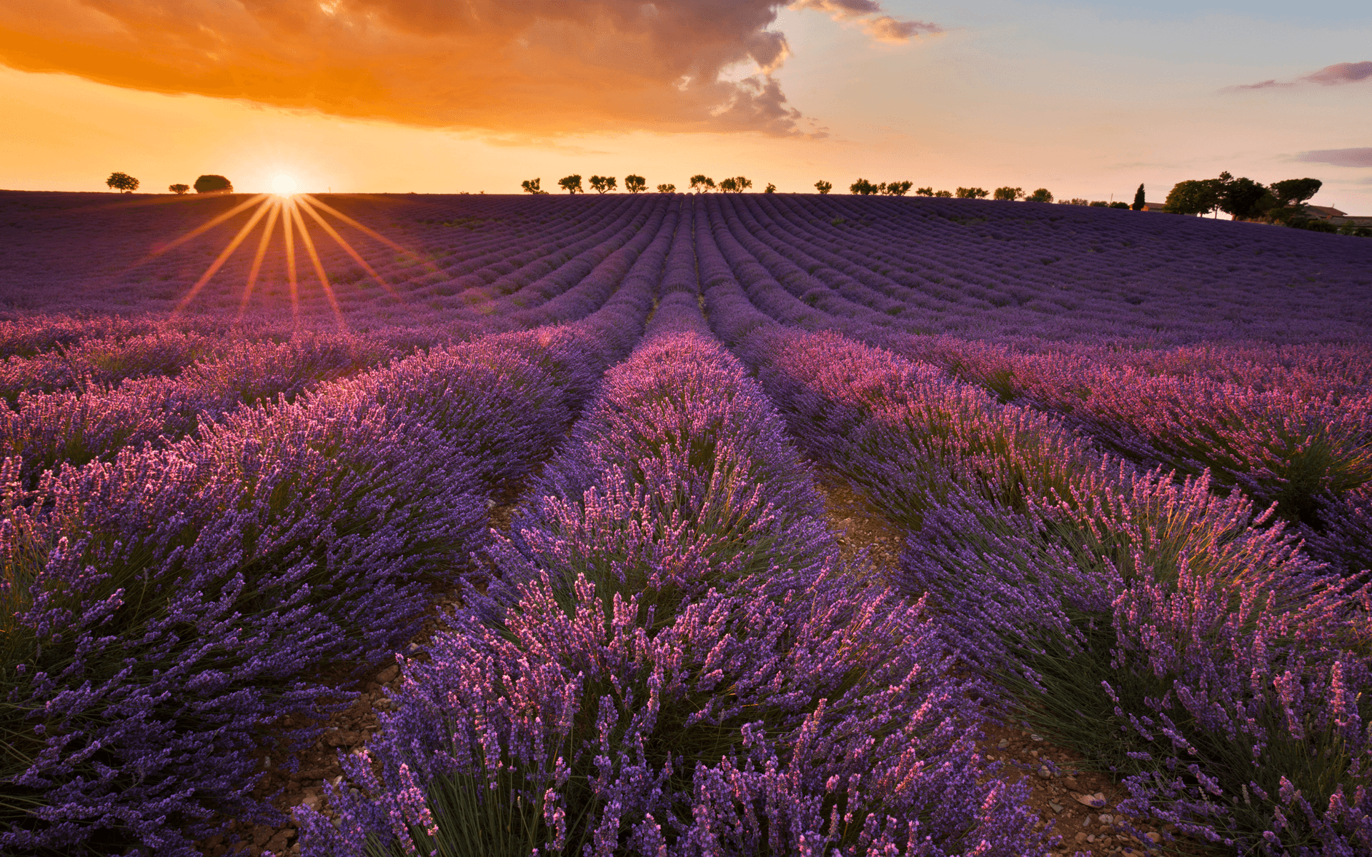 Valensole