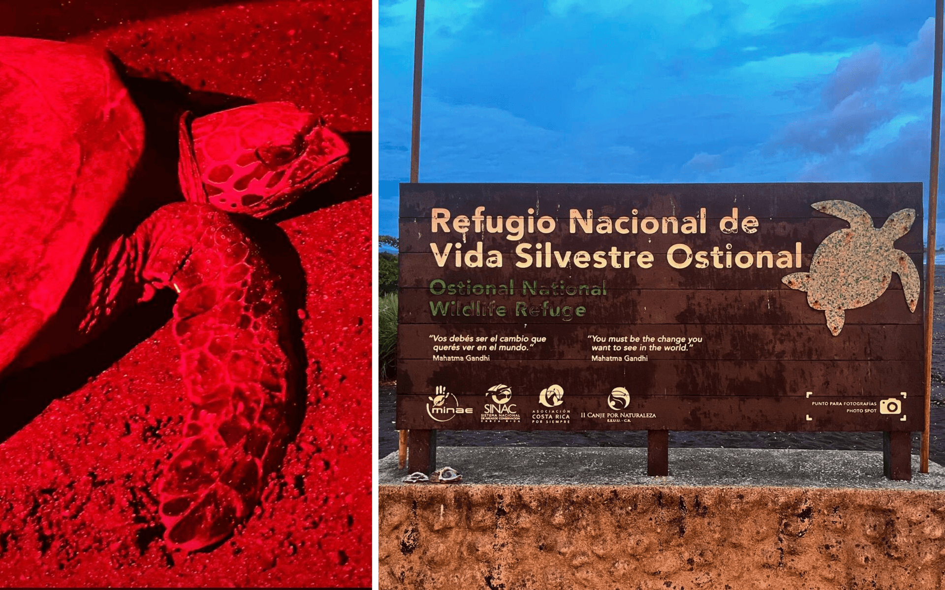Tip: Playa Ostional