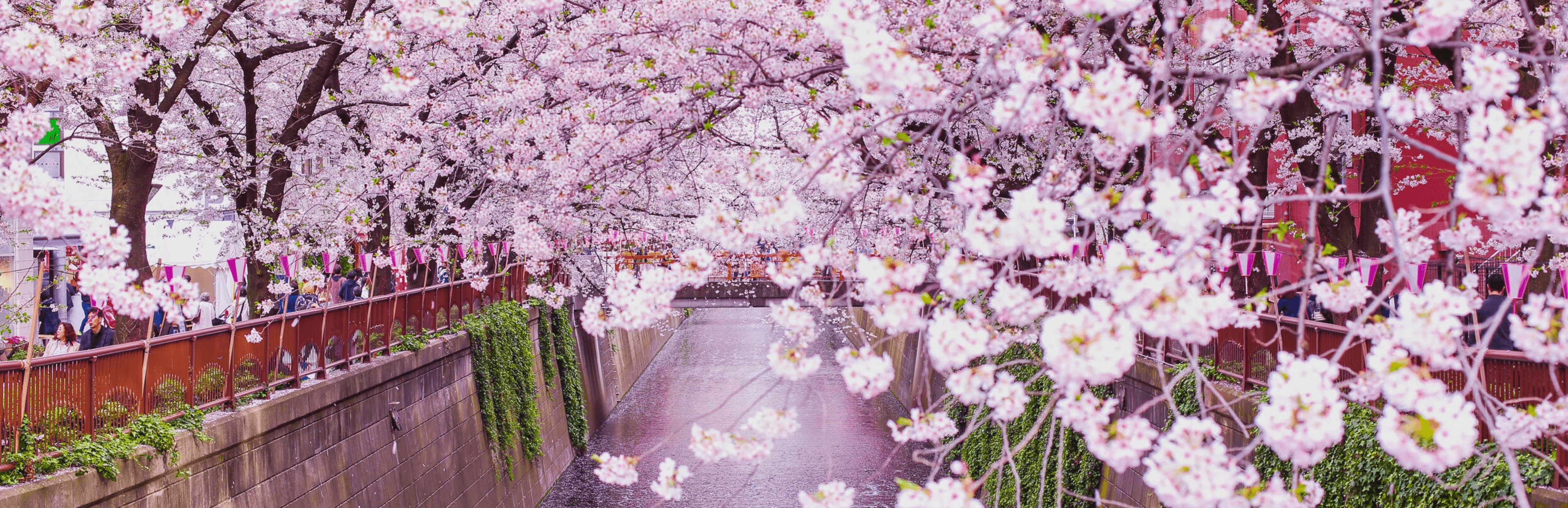 Cherry Blossom View Along a Tranquil Canal