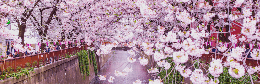 Cherry Blossom View Along a Tranquil Canal