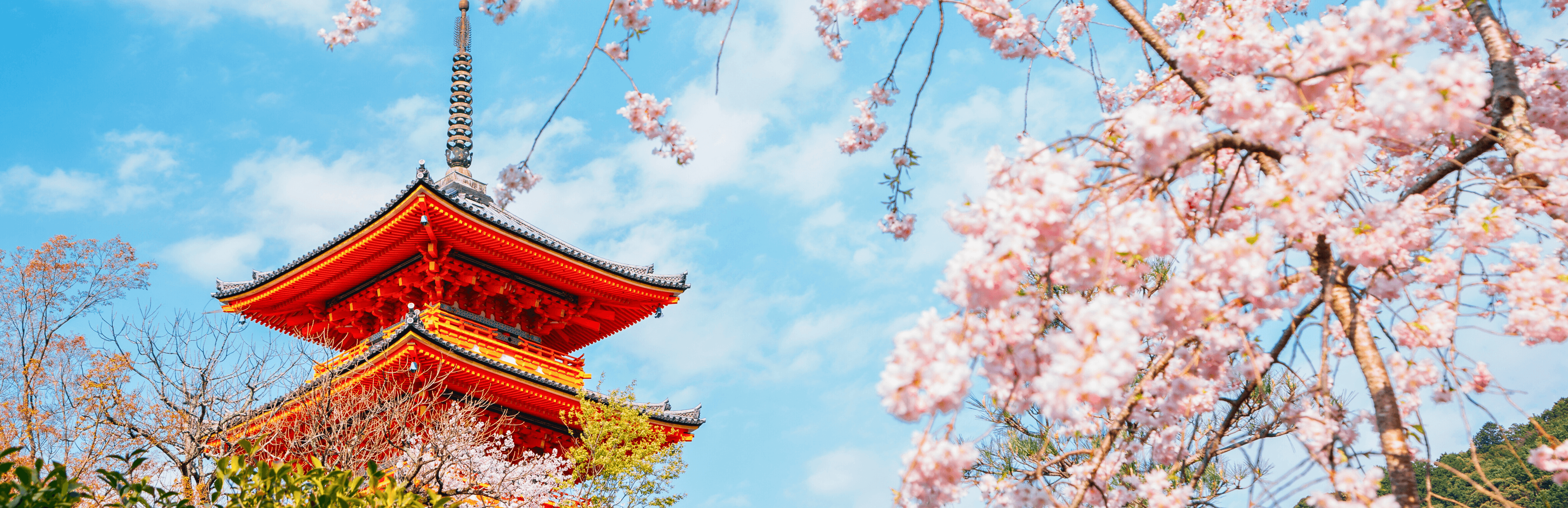 Kiyomizu-dera temple with cherry blossoms at spring in Kyoto, Japan