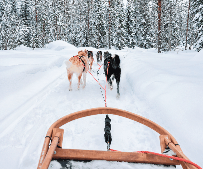 Husky experience