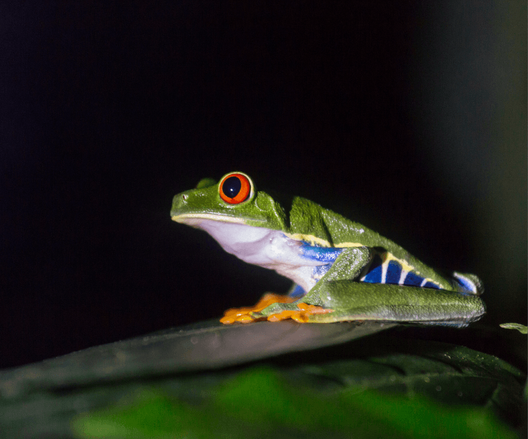 Tortuguero