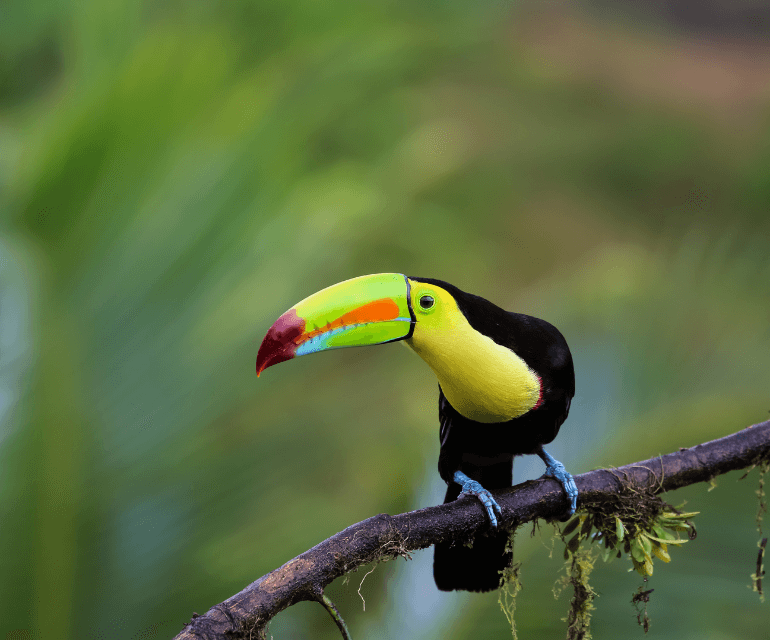 Pura Aventura: Off-Road Costa Rica