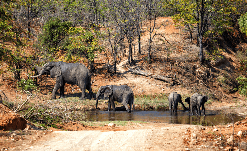 Krugerpark