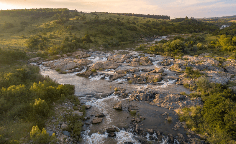 Pongola