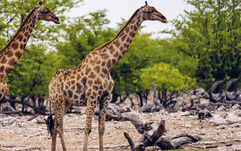 Safari avontuur Namibië