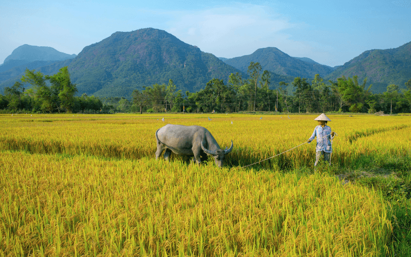 Het hart van Vietnam