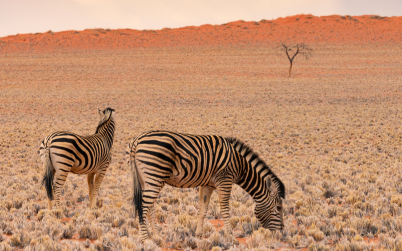 Wild Namibië en Botswana 