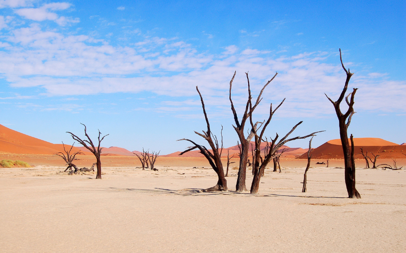dorre bomen afgebeeld voor de zandduinen en blauwe lucht in sesriem