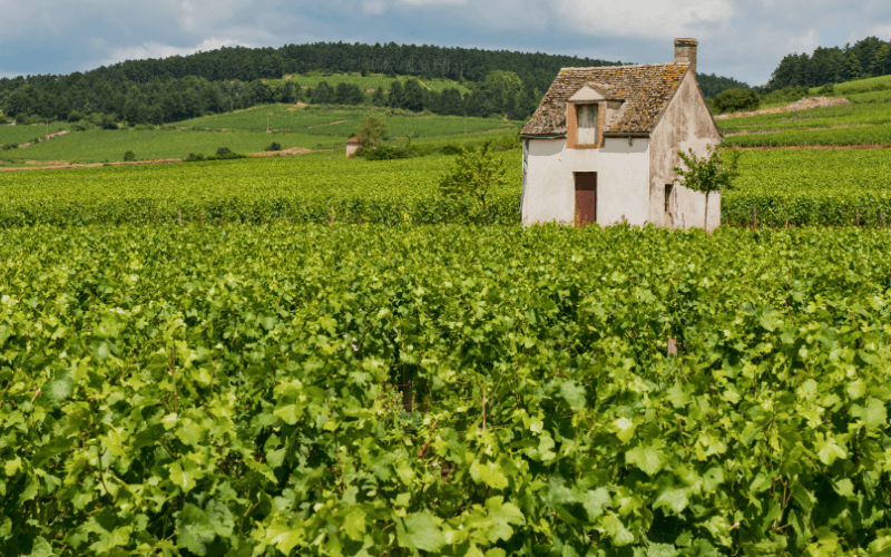 Bruisende champagnestreek 