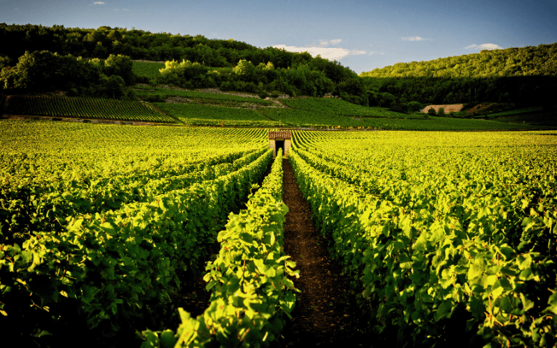 Beaune