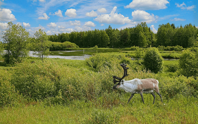 Rondane nationaal park