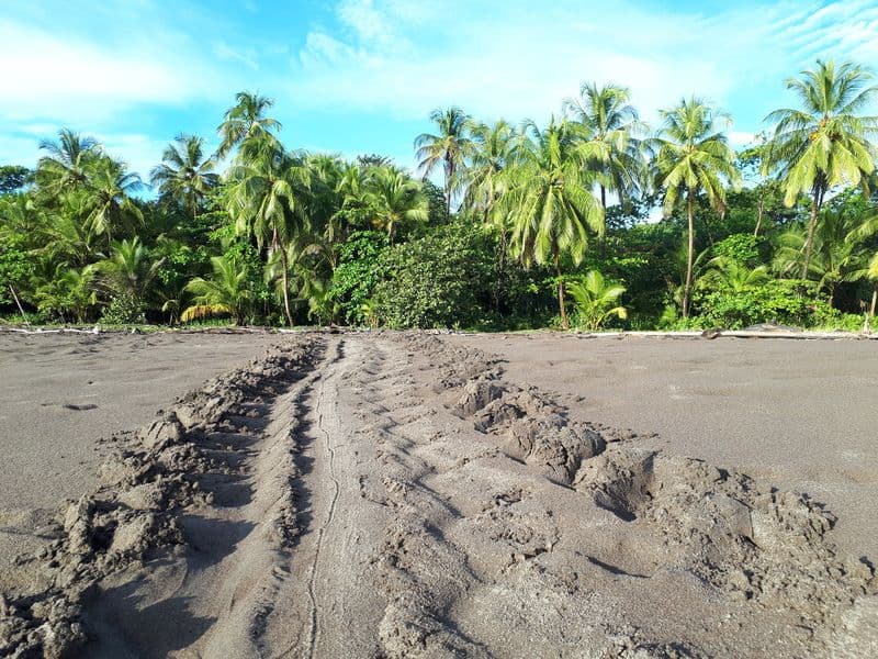 Tortuguero